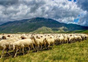 Le vie della pastorizia