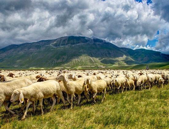 Le vie della pastorizia